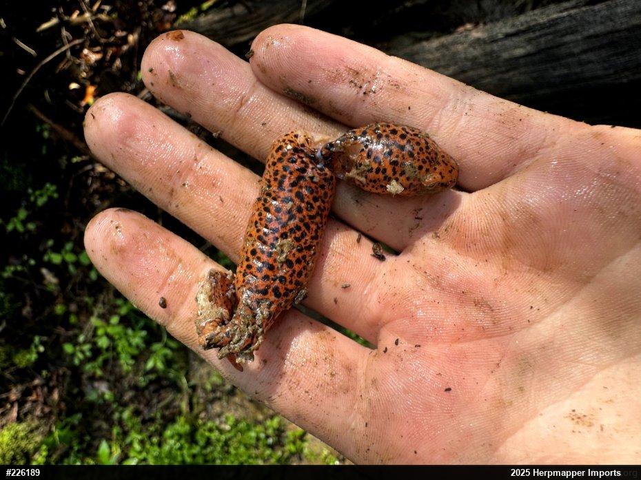 Northern Red Salamander