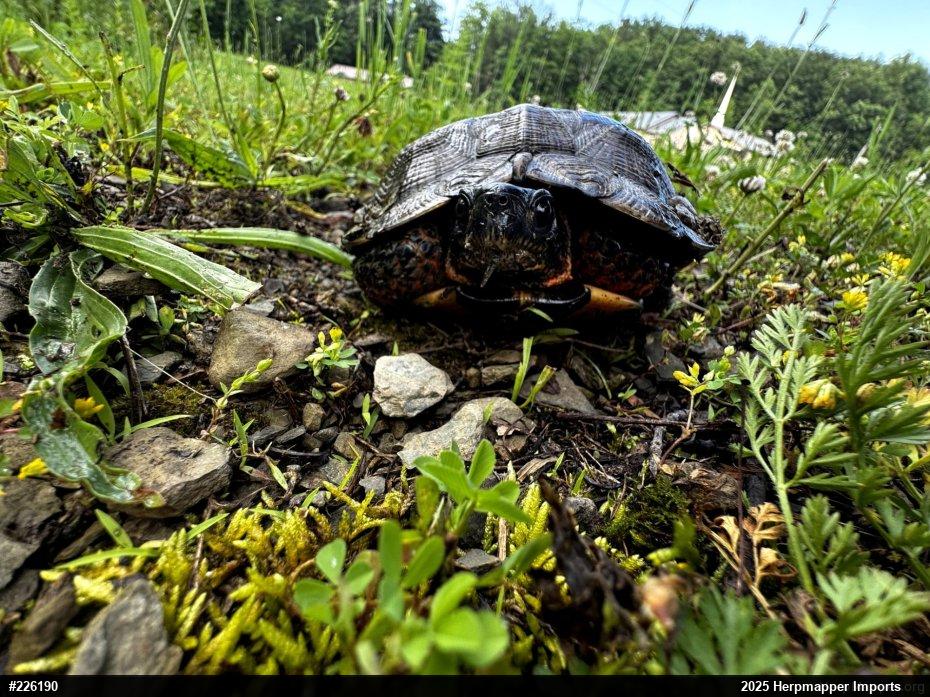 Wood Turtle