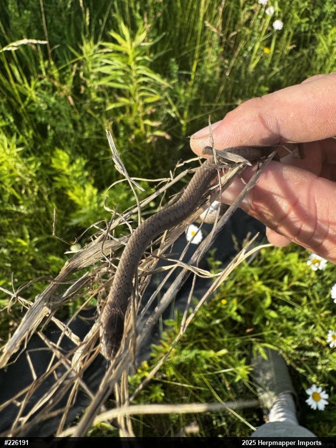 Dekay's Brownsnake