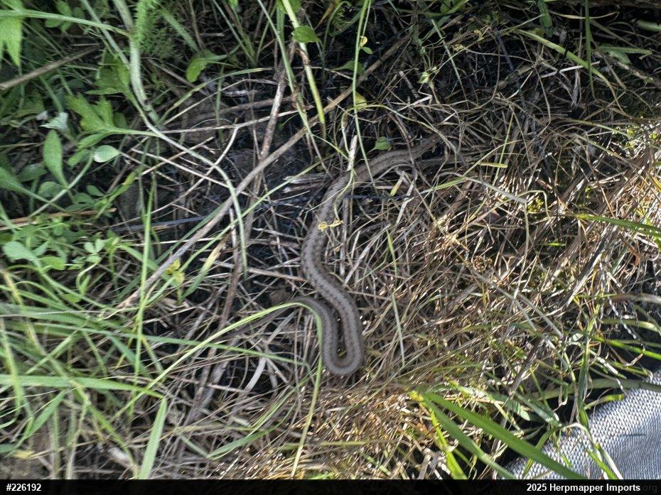 Dekay's Brownsnake