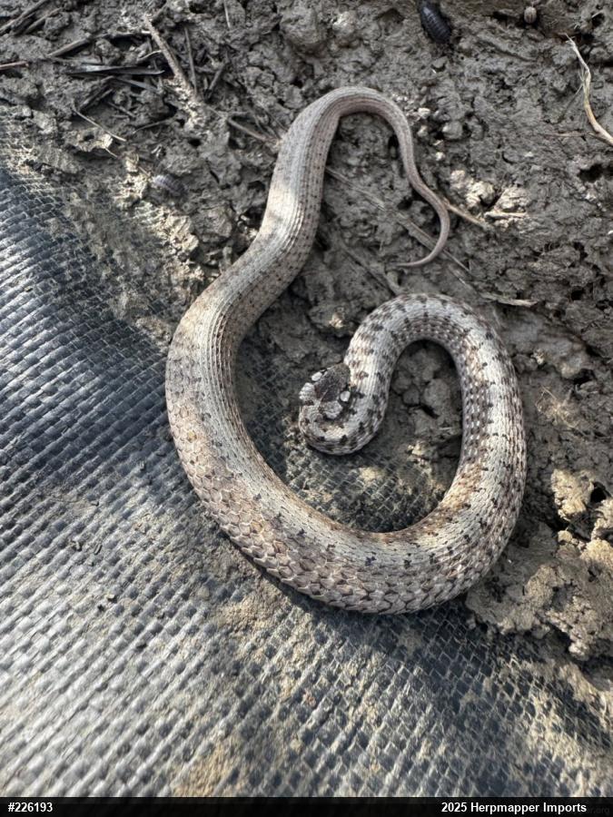 Dekay's Brownsnake