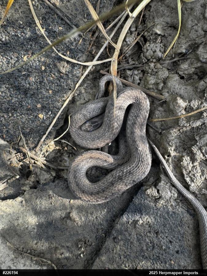 Dekay's Brownsnake