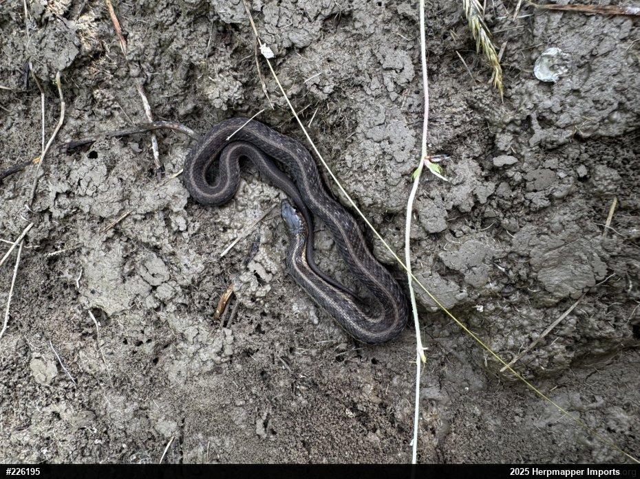 Eastern Gartersnake