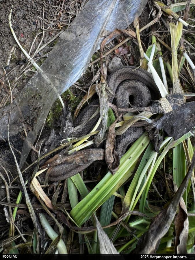 Dekay's Brownsnake