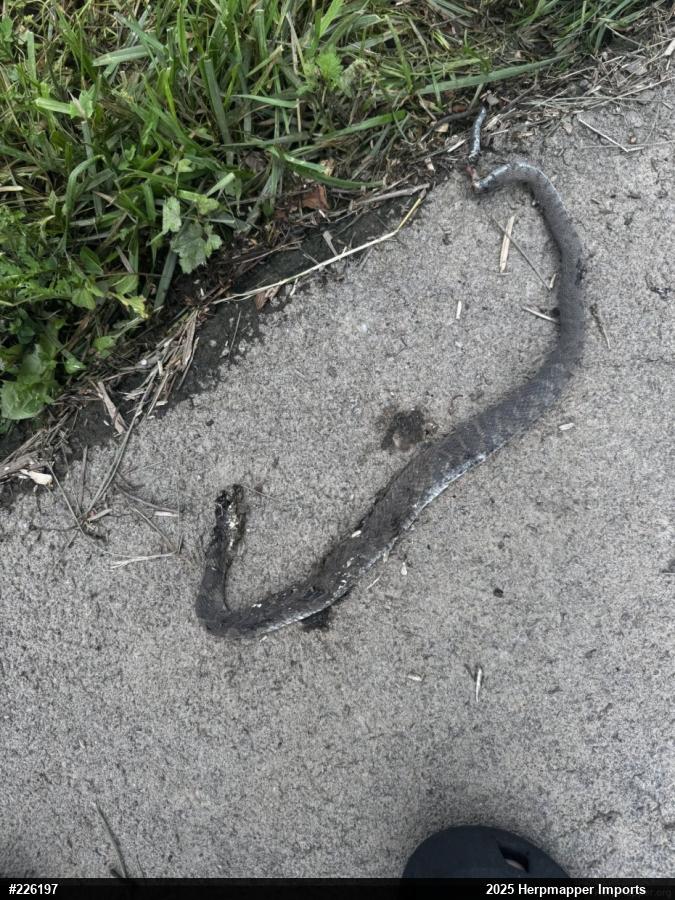 Northern Watersnake
