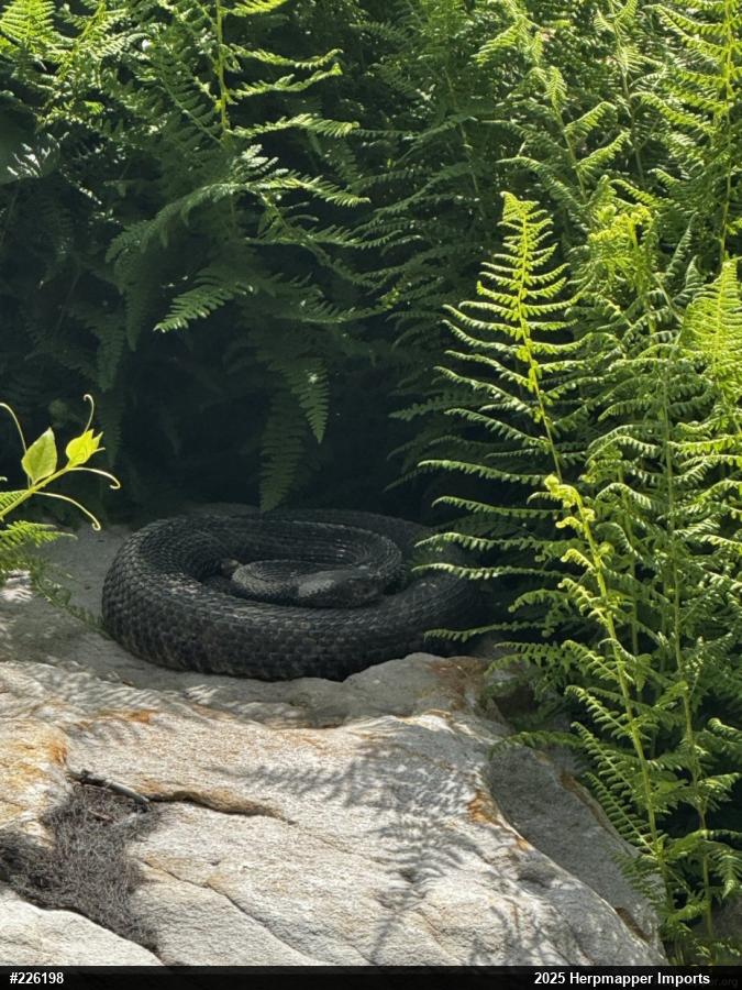 Timber Rattlesnake