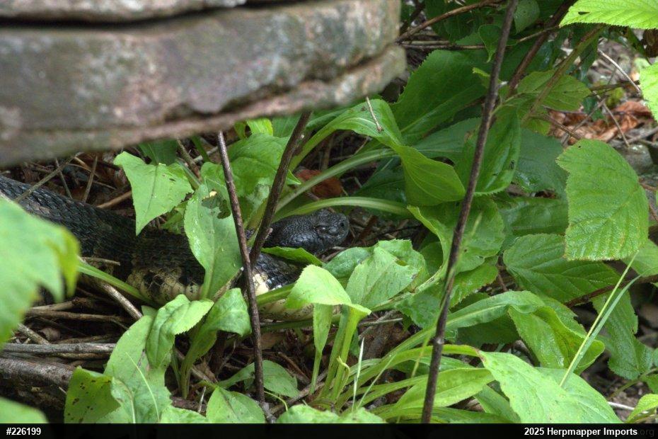 Timber Rattlesnake