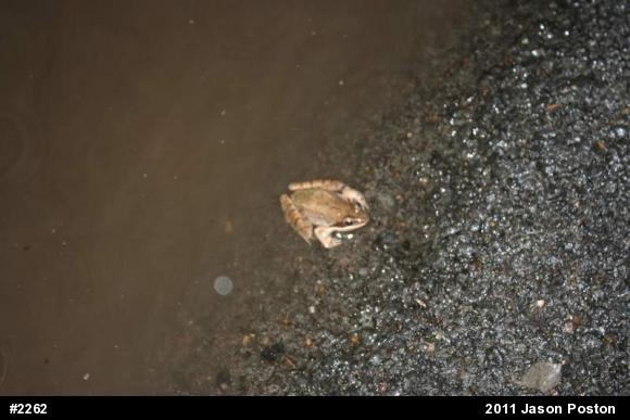 Wood Frog