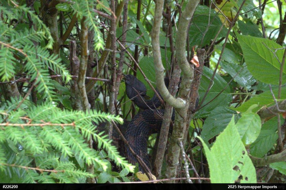 Timber Rattlesnake