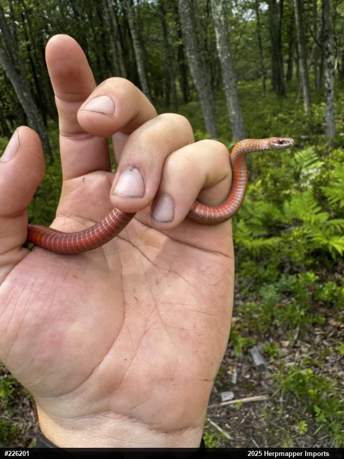 Red-bellied Snake