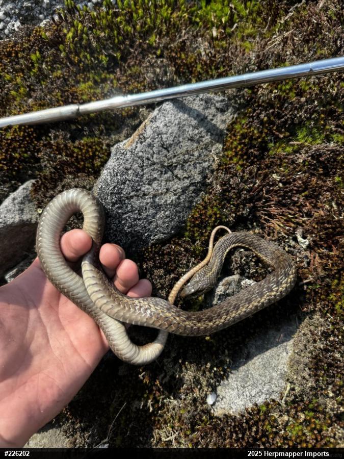 Eastern Gartersnake