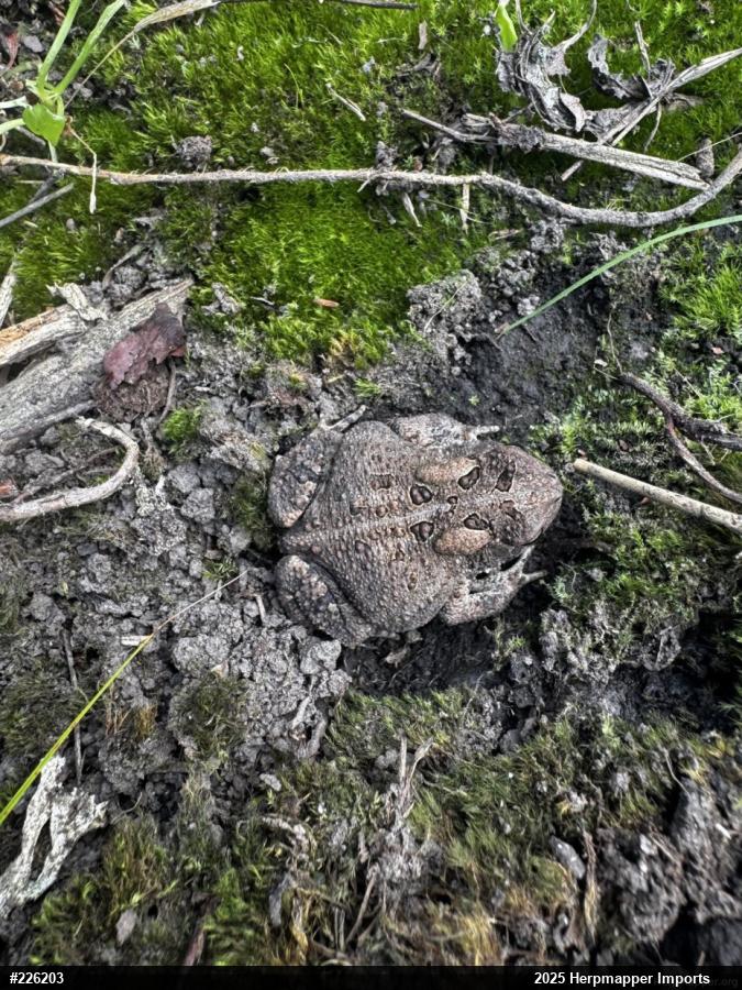 Eastern American Toad