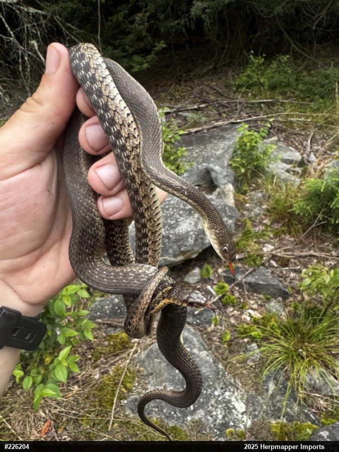Eastern Gartersnake