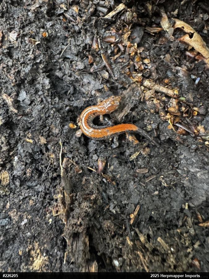Eastern Red-backed  Salamander