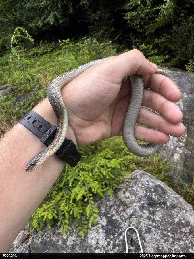 Eastern Gartersnake