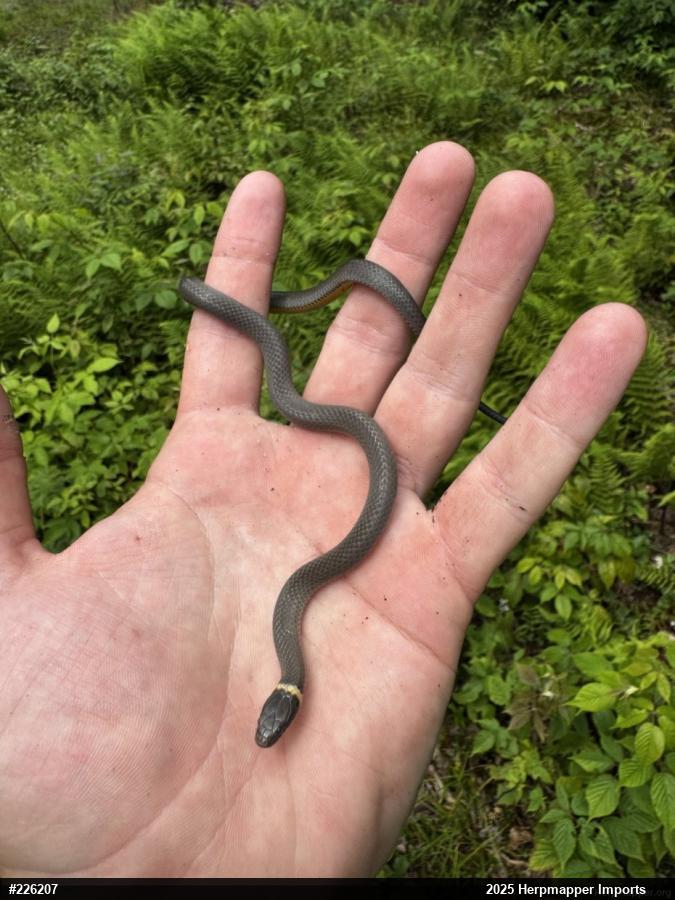 Northern Ring-necked Snake