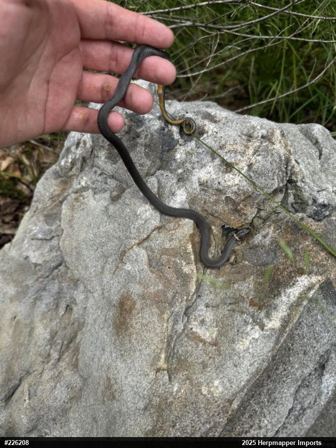 Northern Ring-necked Snake