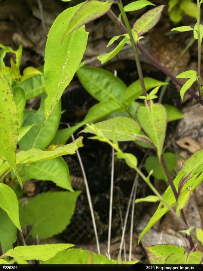Timber Rattlesnake