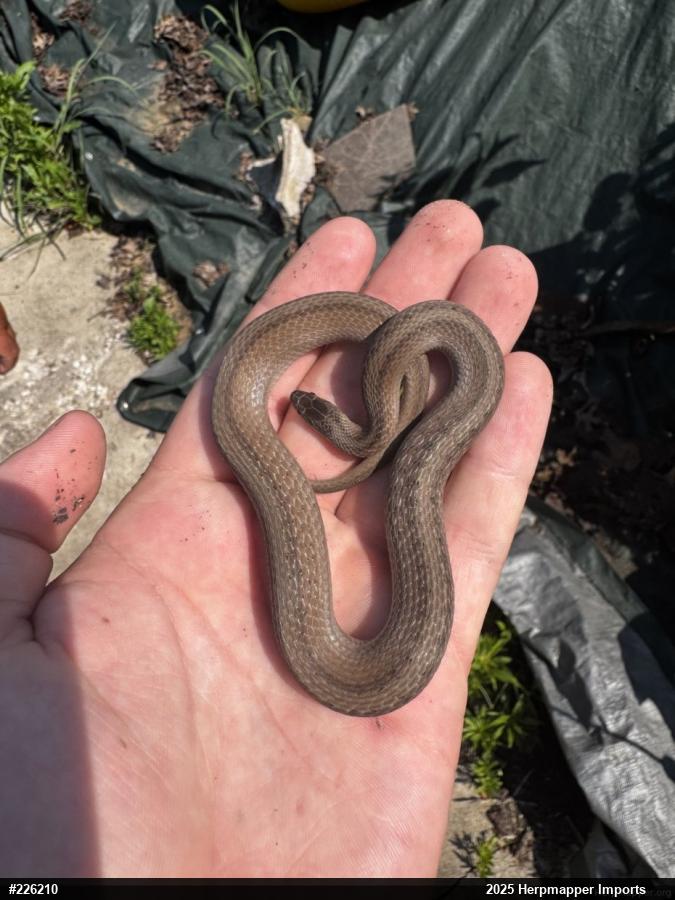 Dekay's Brownsnake