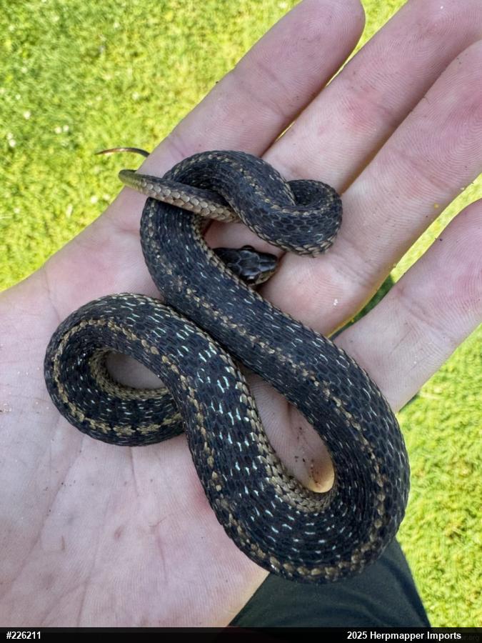Eastern Gartersnake