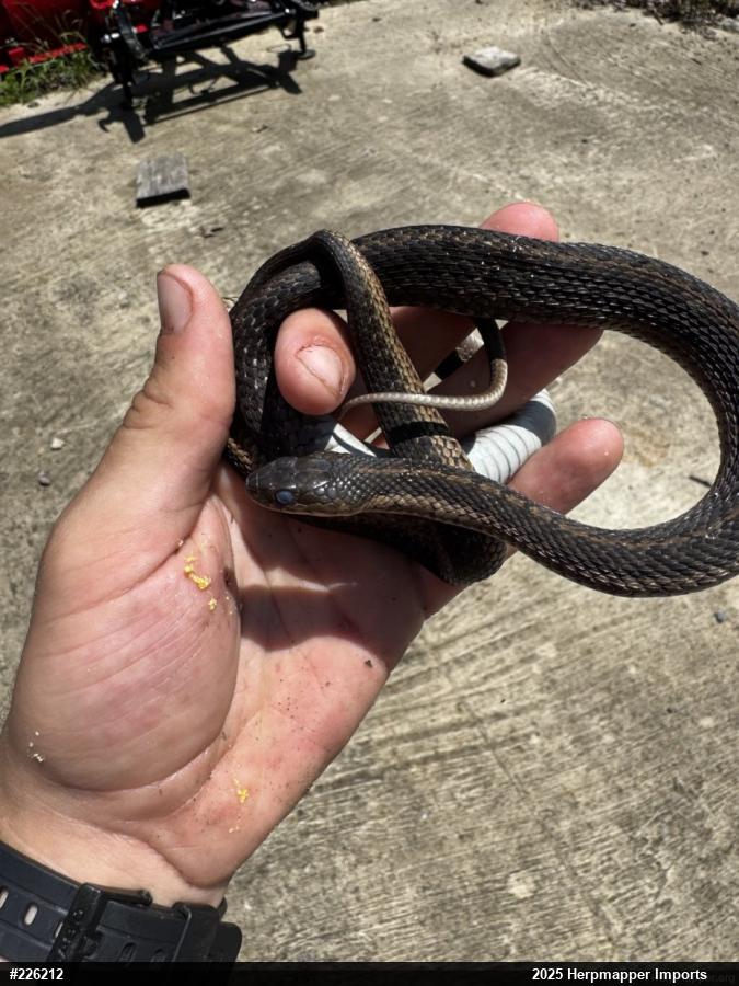 Eastern Gartersnake