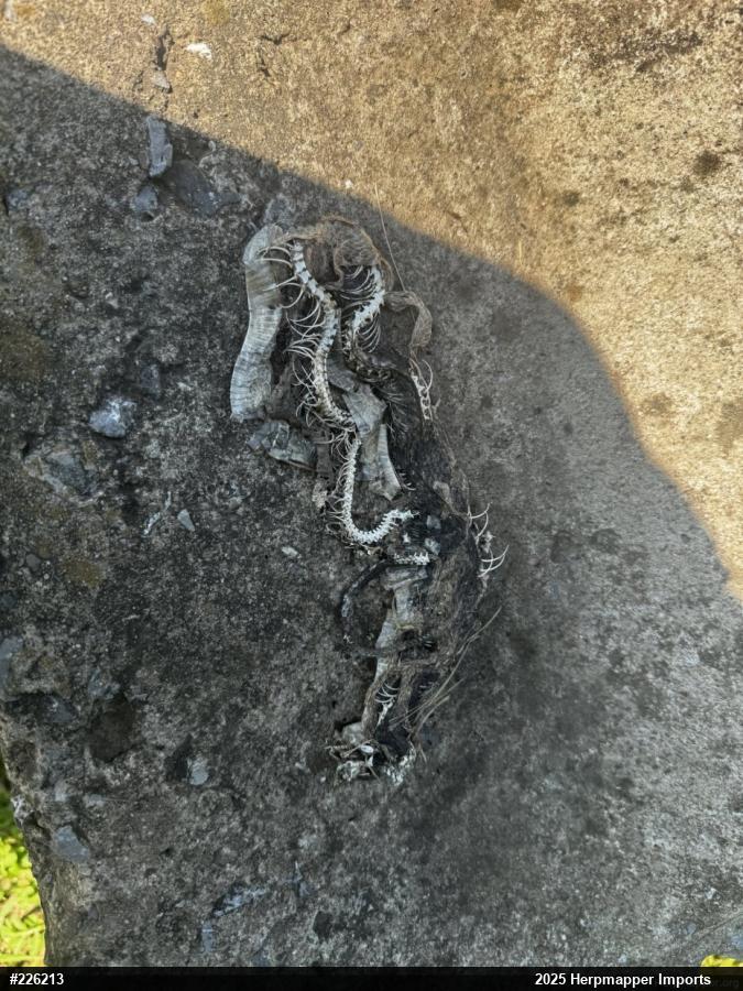 Northern Watersnake