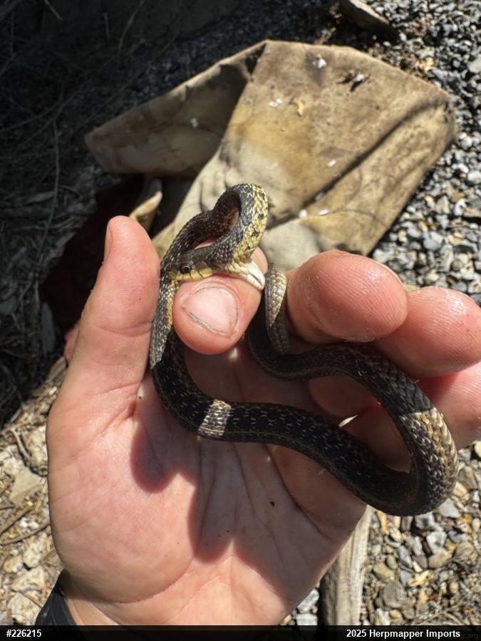 Eastern Gartersnake