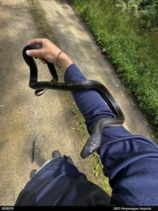 Eastern Ratsnake