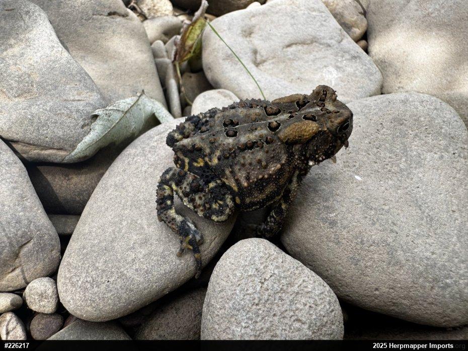 Eastern American Toad