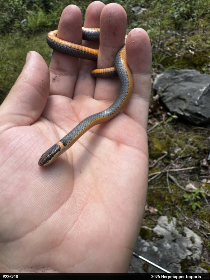 Northern Ring-necked Snake