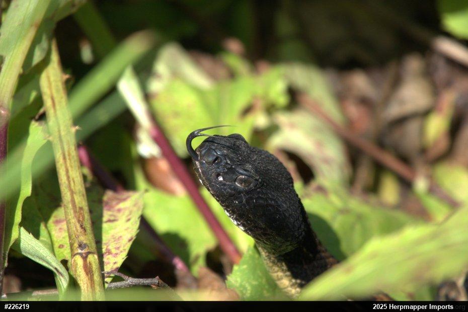 Timber Rattlesnake