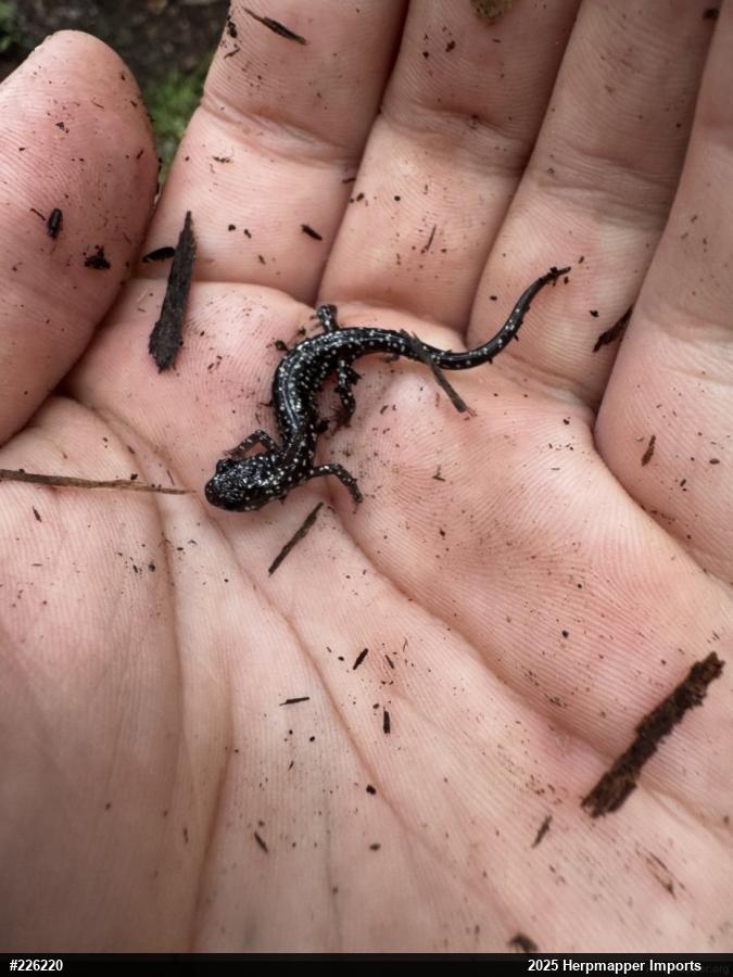 Northern Slimy Salamander