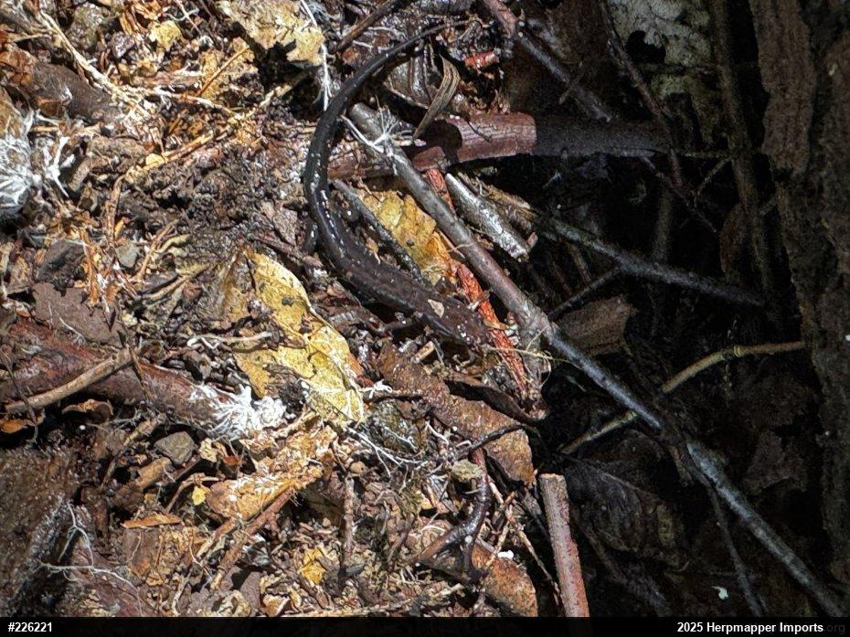Allegheny Mountain Dusky Salamander