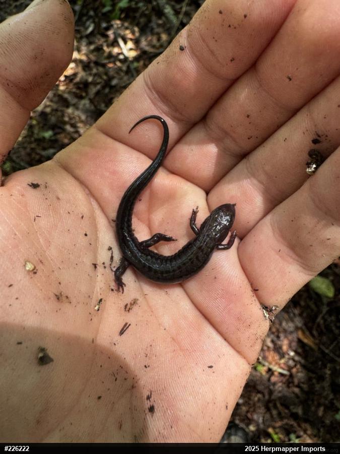 Allegheny Mountain Dusky Salamander