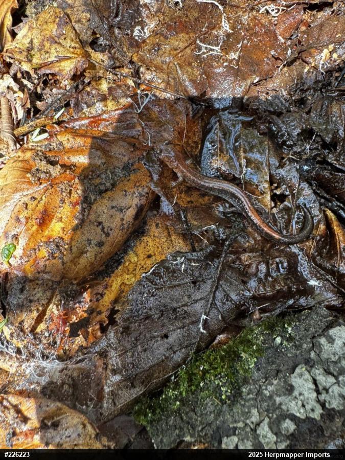 Eastern Red-backed  Salamander