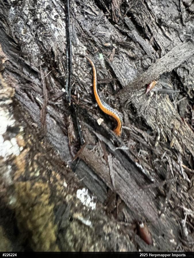 Eastern Red-backed  Salamander