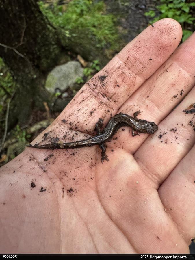 Allegheny Mountain Dusky Salamander