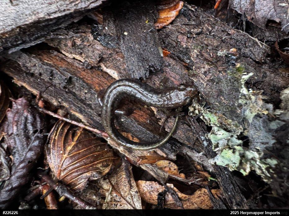 Allegheny Mountain Dusky Salamander