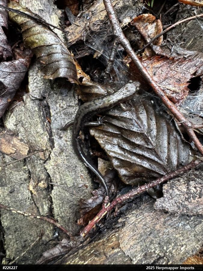 Allegheny Mountain Dusky Salamander