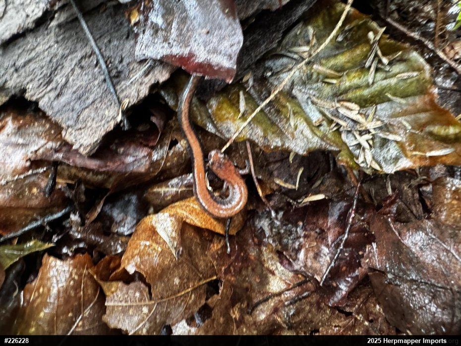 Eastern Red-backed  Salamander
