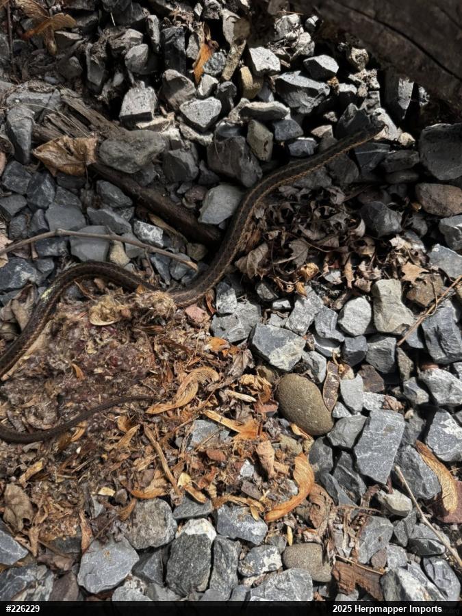 Eastern Gartersnake