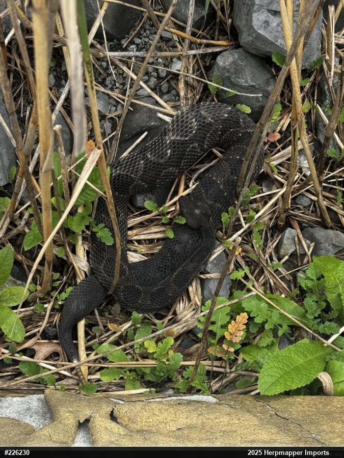 Timber Rattlesnake