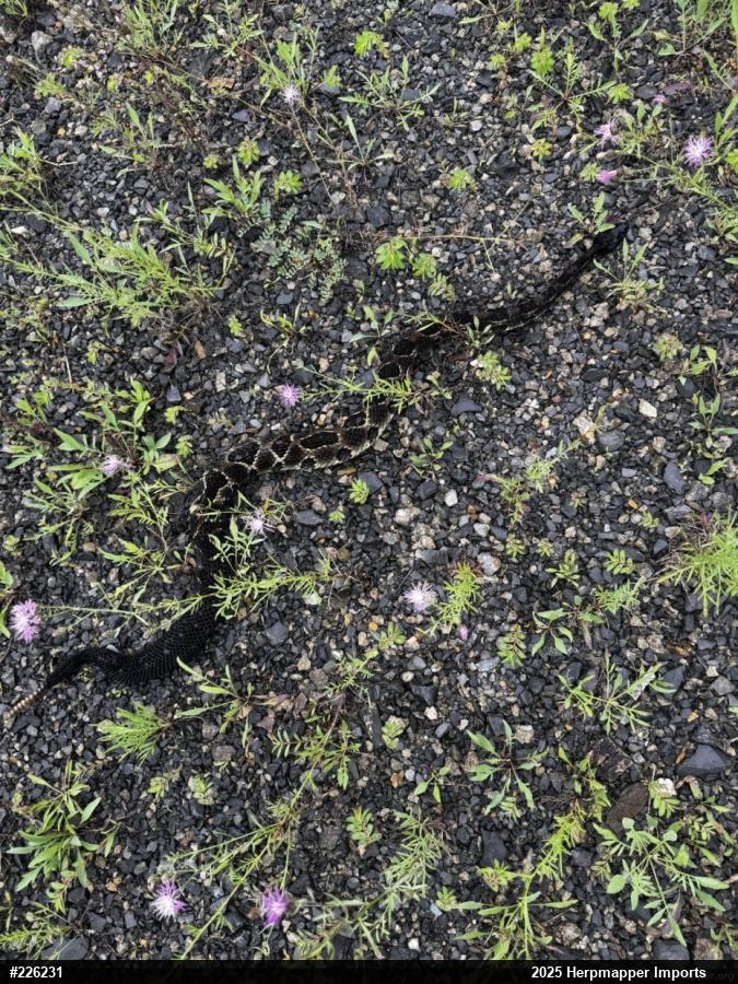 Timber Rattlesnake