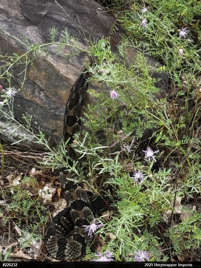 Timber Rattlesnake
