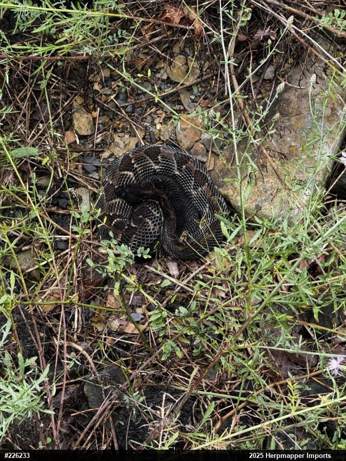 Timber Rattlesnake