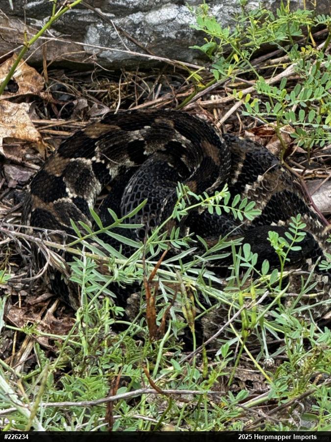 Timber Rattlesnake