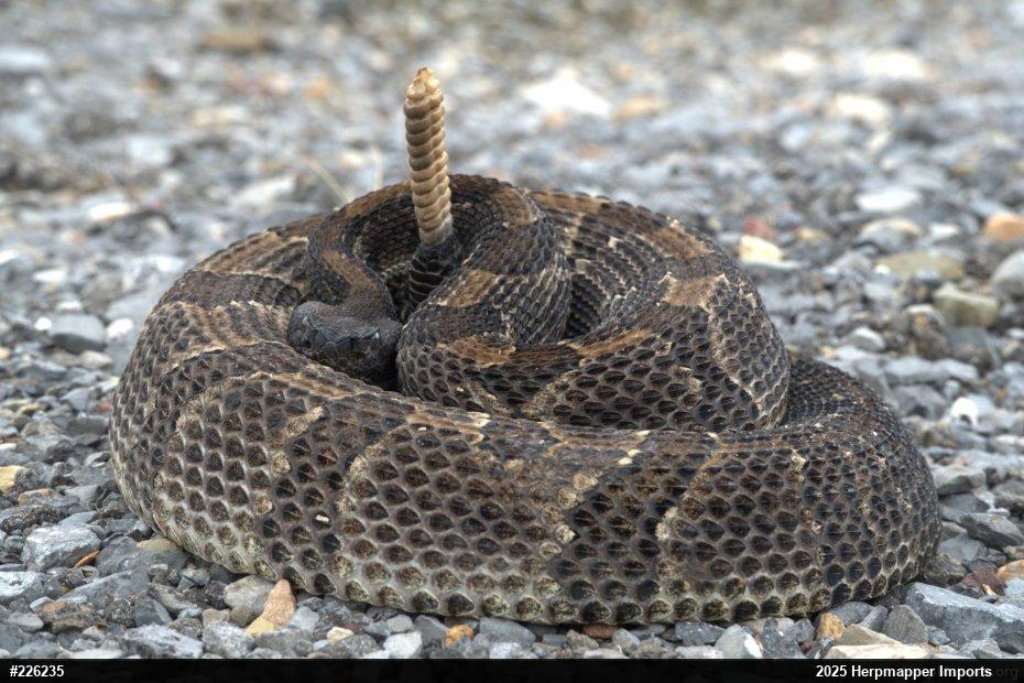Timber Rattlesnake
