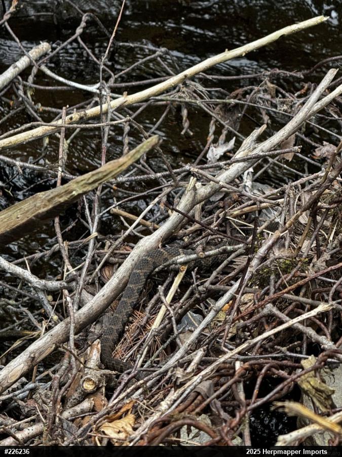 Northern Watersnake