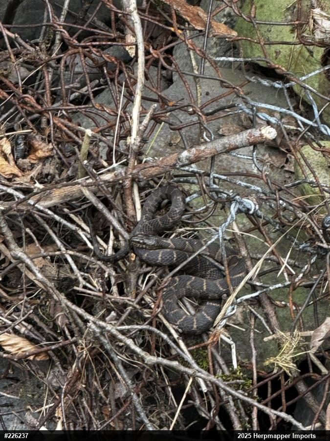 Northern Watersnake