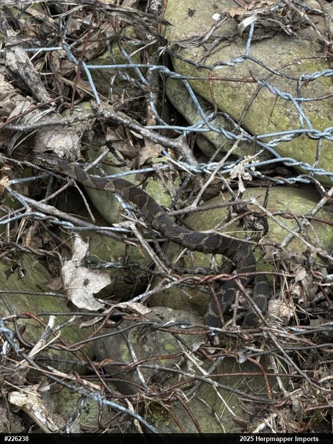 Northern Watersnake